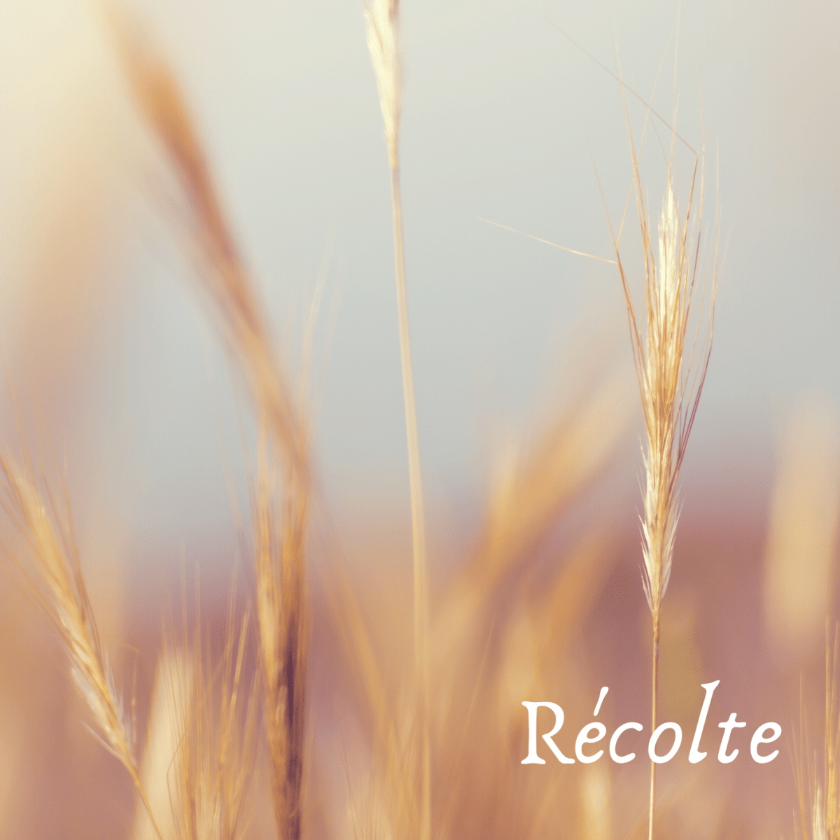 Voyage intérieur 2020. Étape 35:&nbsp;Récolte.